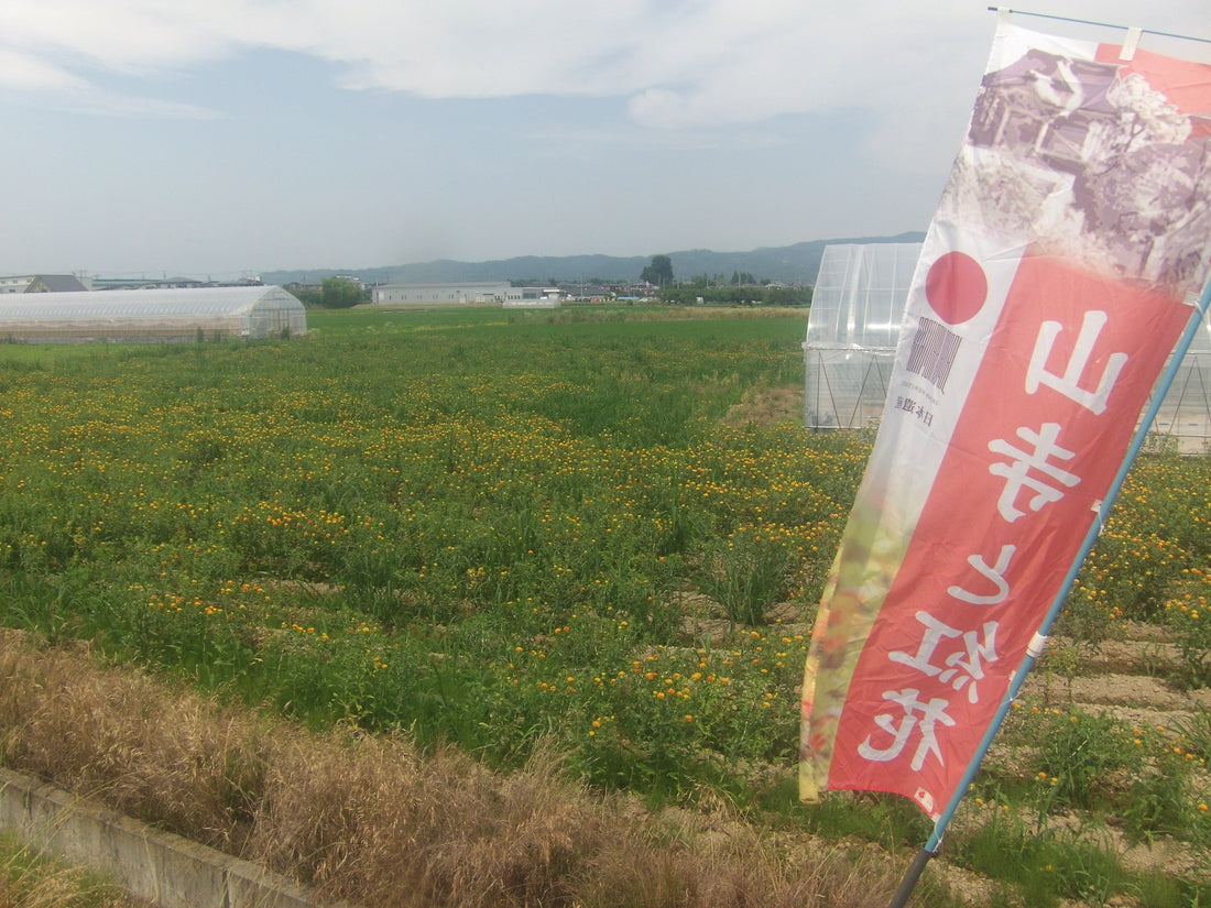 Safflower Field in Yamagata
